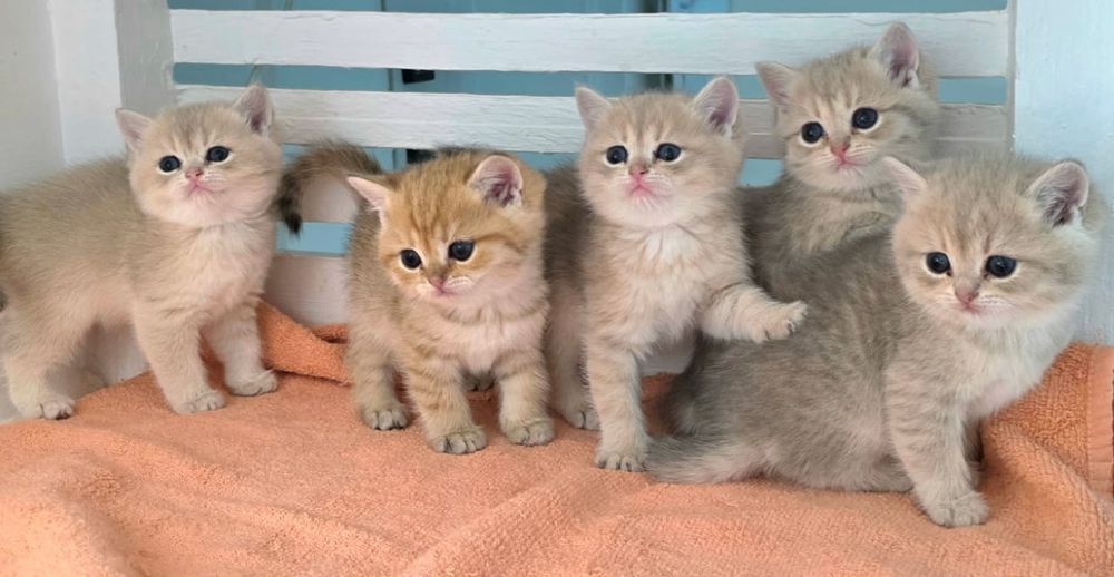 Котята БриТашКи ОчаРоваШки