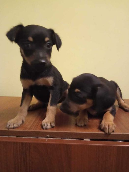 отдам щенков в добрые руки