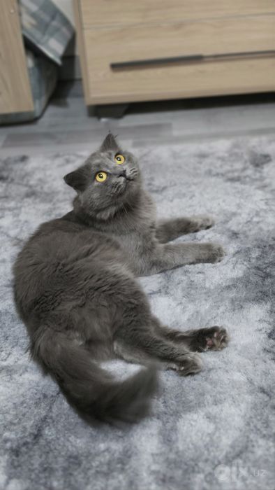 Вязка шотландского вислоухого кота Scottish Fold