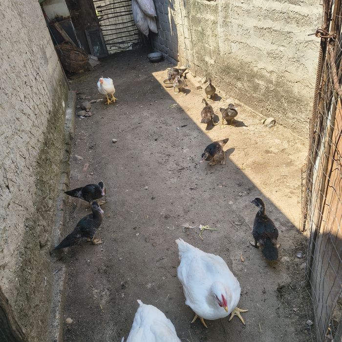 Rate leșești/ mute
