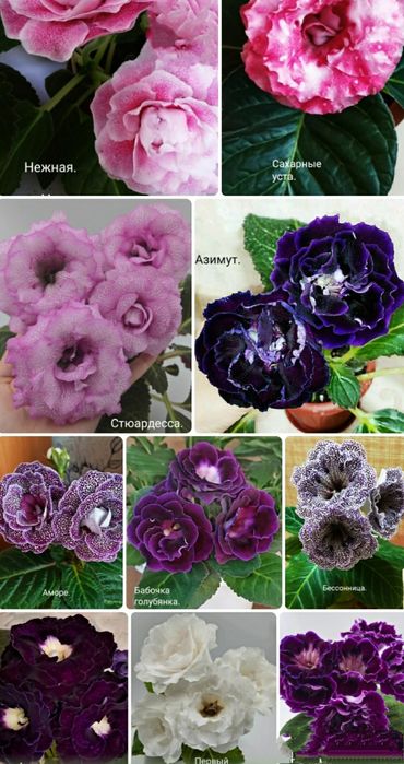 Укоренные листочки глоксиний с ростками.