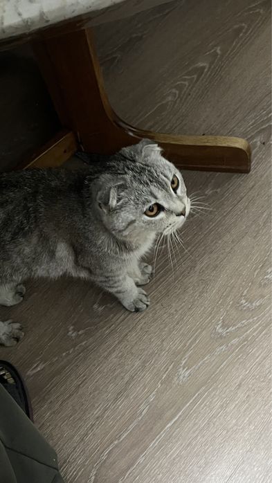 Шотландская вислоухая кошка