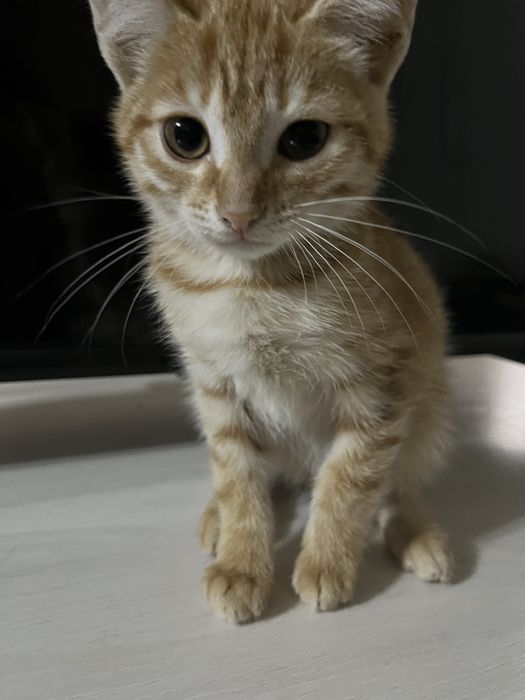 отдам  котят в добрые руки)