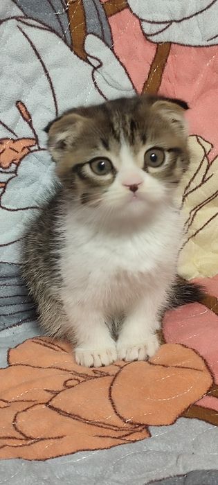 Продается Скотишь фолд