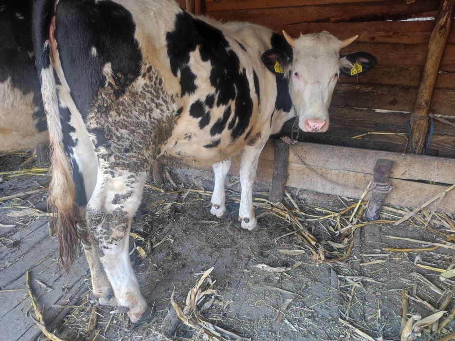 Junica rasă de lapte