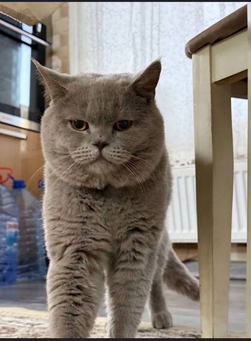 продаются котята, чистокровные