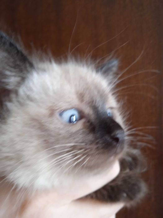 Сеамские котята, мальчик и девочка, 2 месяца.