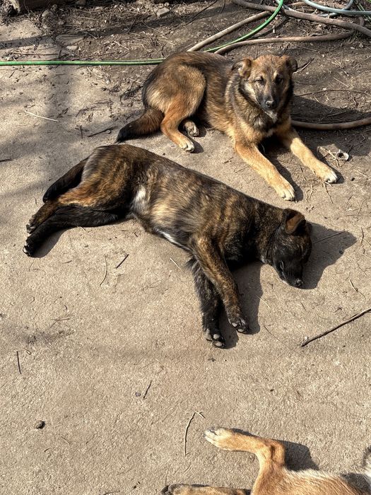 Dau spre adoptie caini de paza sau companie, 9 luni