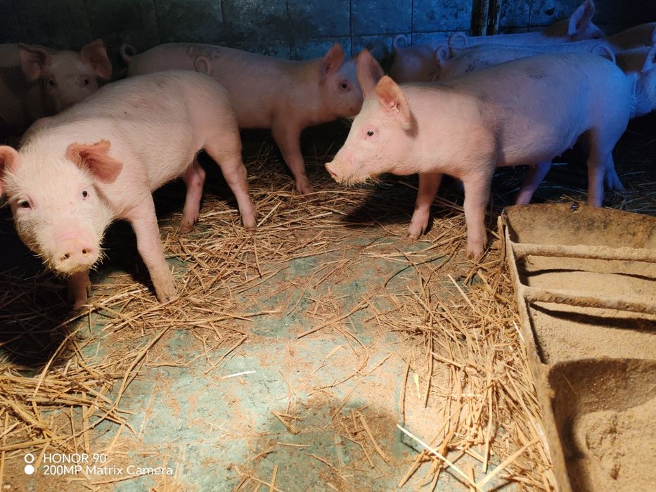 Малки прасенца ~ 25кг