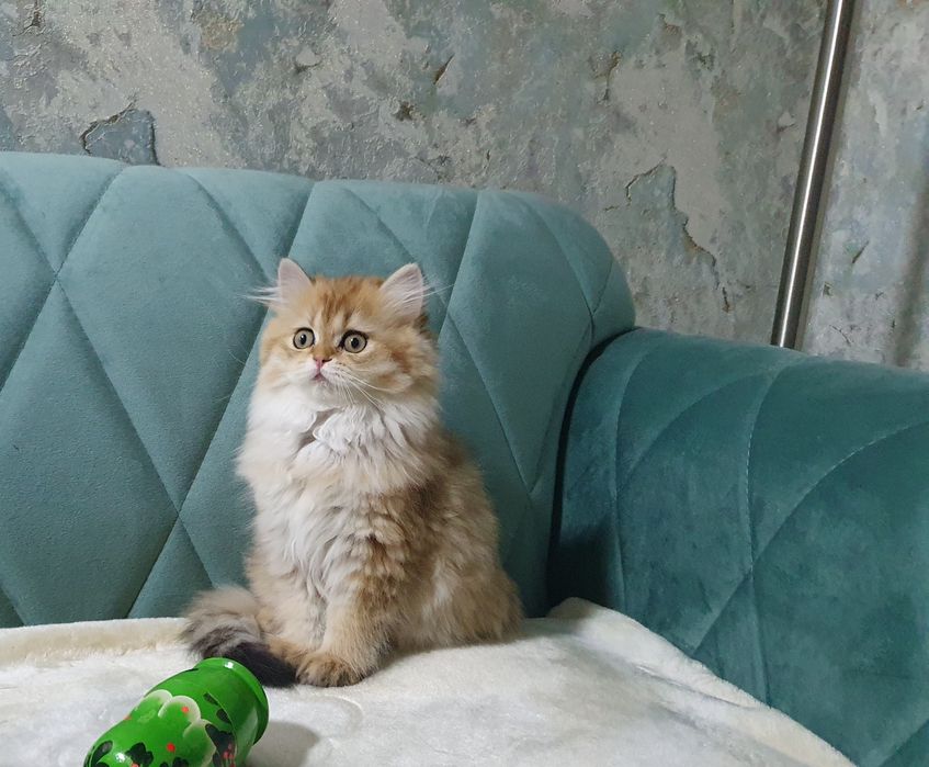 British LongHair cu pedigree