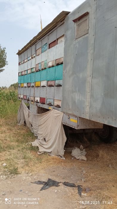 Павильон асалариники