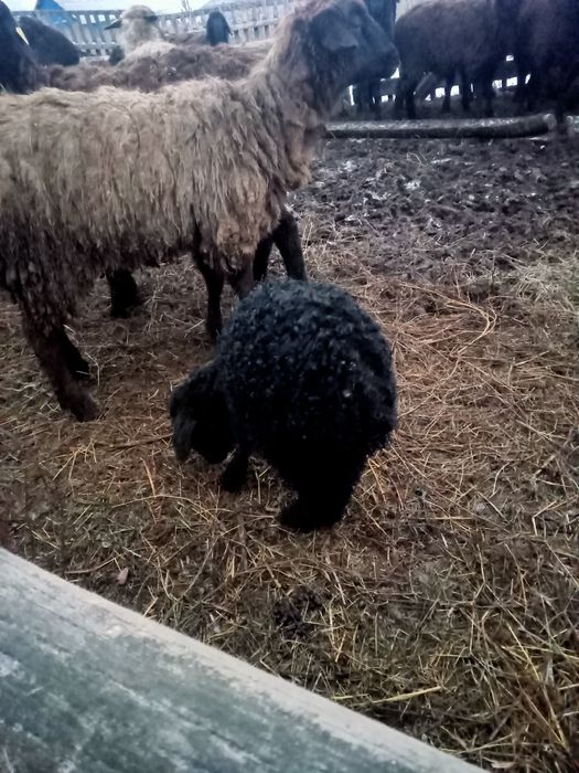 Продаются овечки с ягнятами