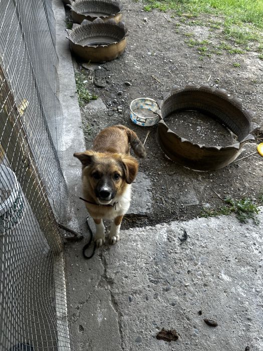 Срочно отдам щека в добрые руки