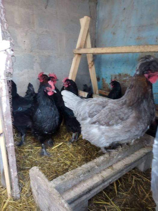 Продам куры домашние