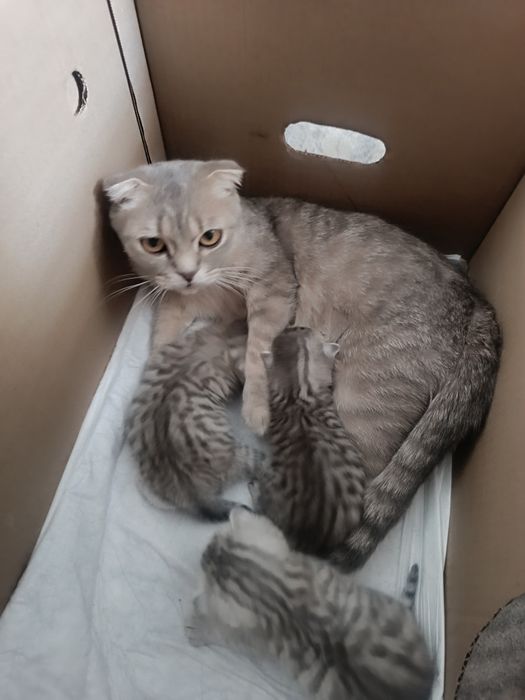 Шотландские котята.