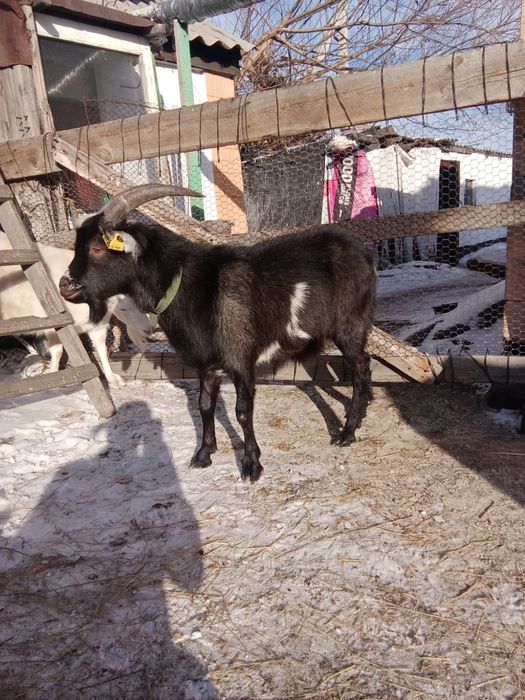 Продаю козла Ламанче
