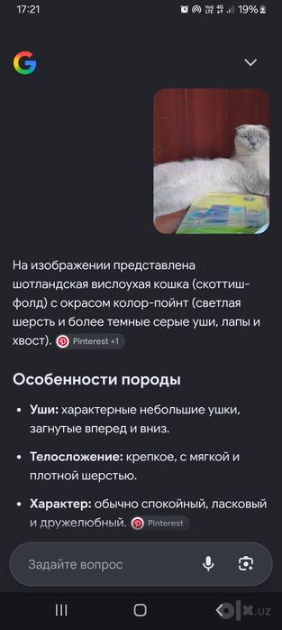 шотландская вислоухая   (скоттиш-фолд)