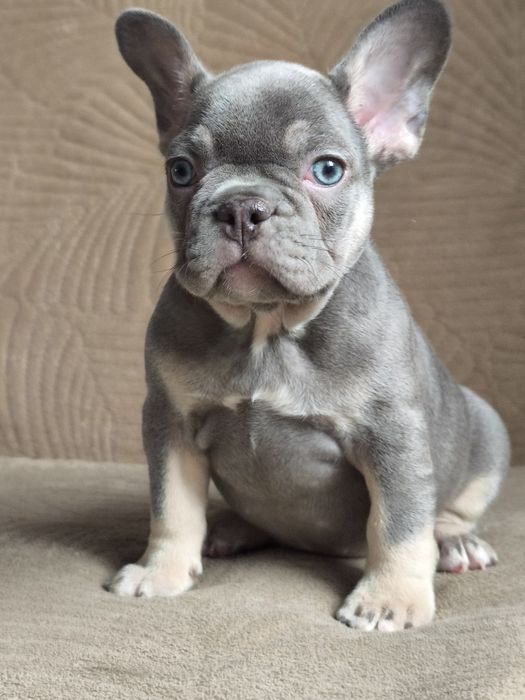 Шикарный мальчик