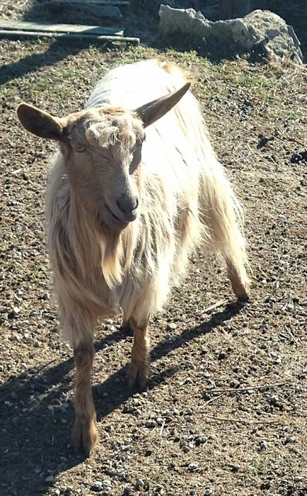 10 кози и 1 мъж запас