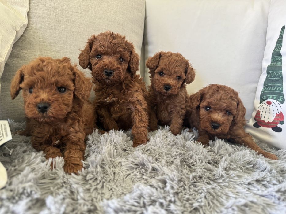 Пудел мини мини