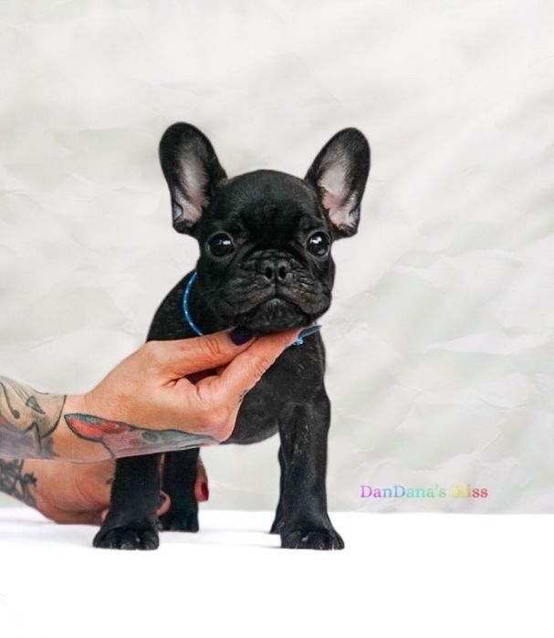 Bulldog francez negru tigrat cu pedigree - baietel