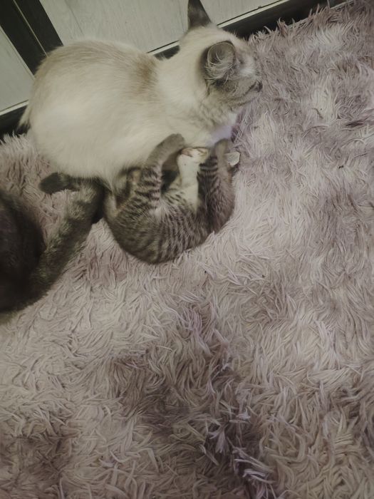 Отдам котят бесплатно
