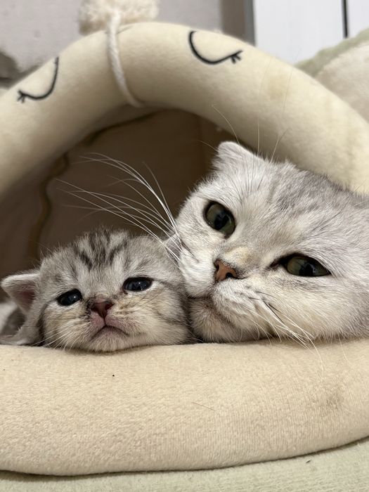 Продам котят. Осталась 2 девочки