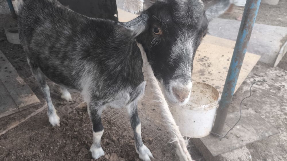 Сутті сауынды орыс ешкі