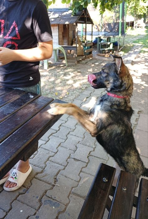 Cățelușă spre adopție