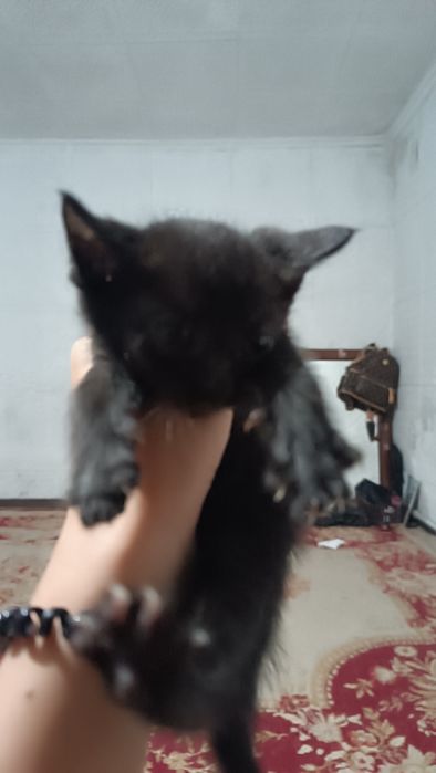Отдаю котят бесплатно