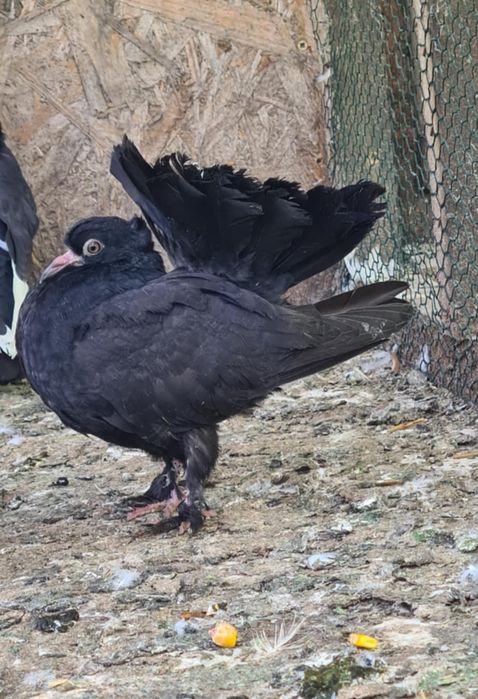 Vand porumbei Curcani motati si incaltati