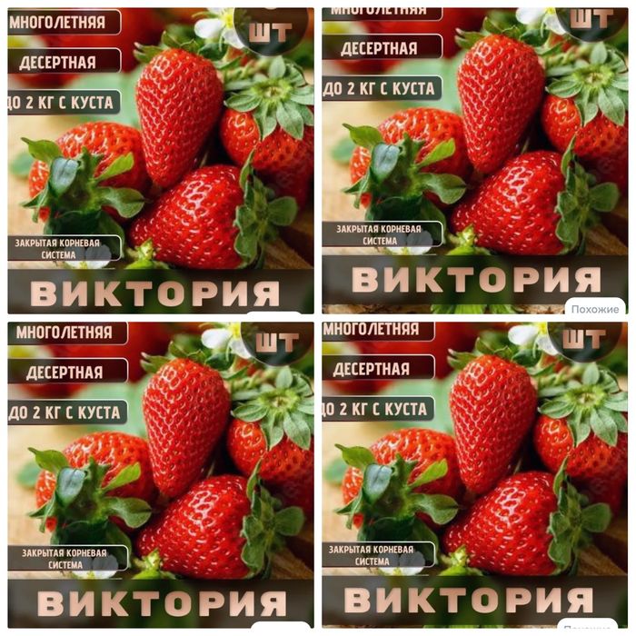 Расада клубники ремонтантной