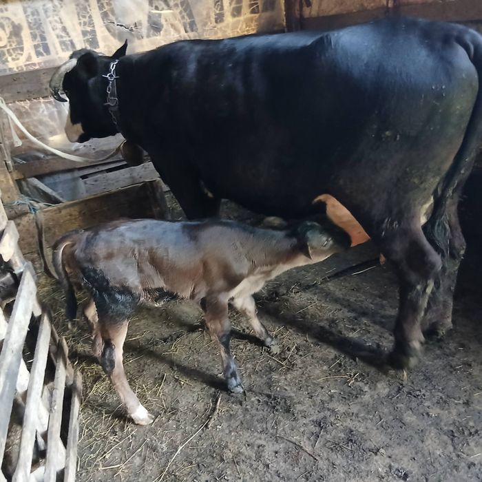 Vaca de  fătată  2 saptamanimai multe detalii la tel