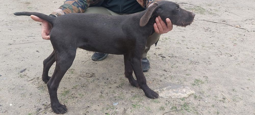 Brac german : vârstă 5 luni