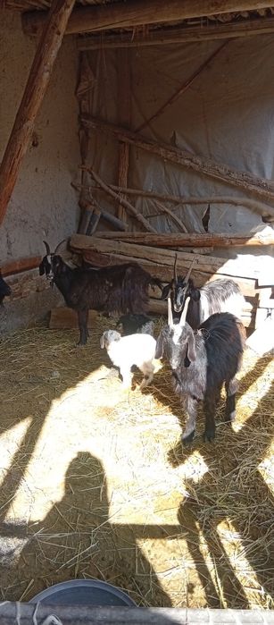 Echilar sotiladi bolasi bln