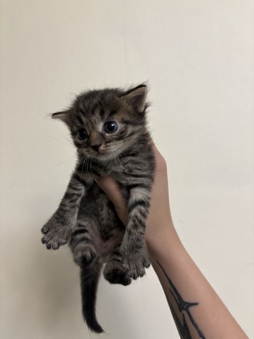 Отдам даром котят