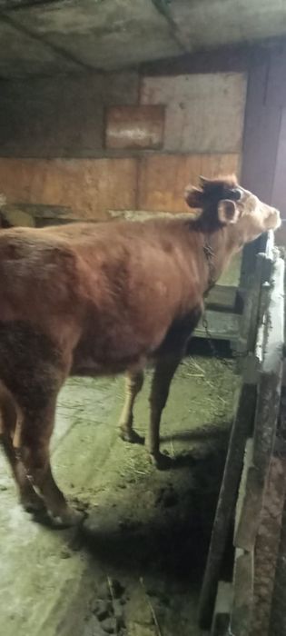 Продам корову и телят