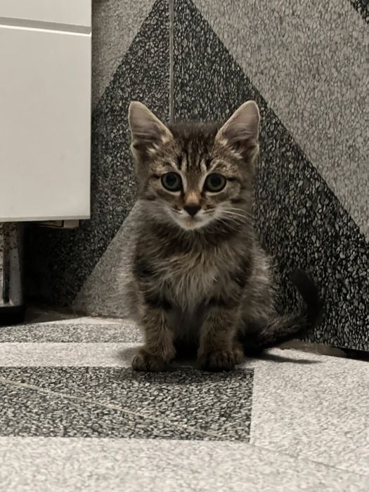 Отдам котенка в добрые руки