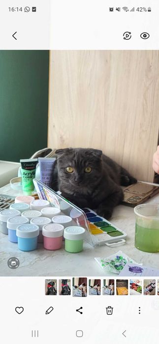 Вислоухая кошечка