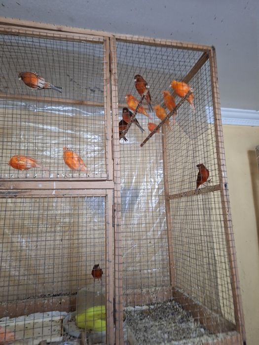 Продаём голубей и канарееек