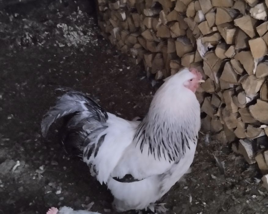 Продам петухов Брама