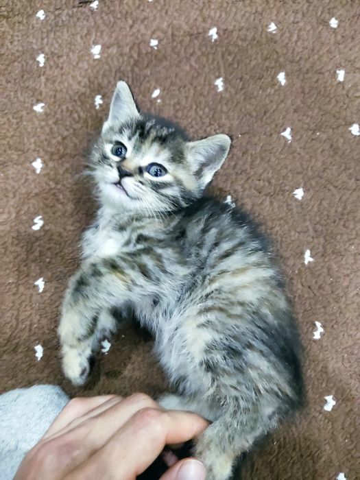 Отдам Котят даром в хорошие руки