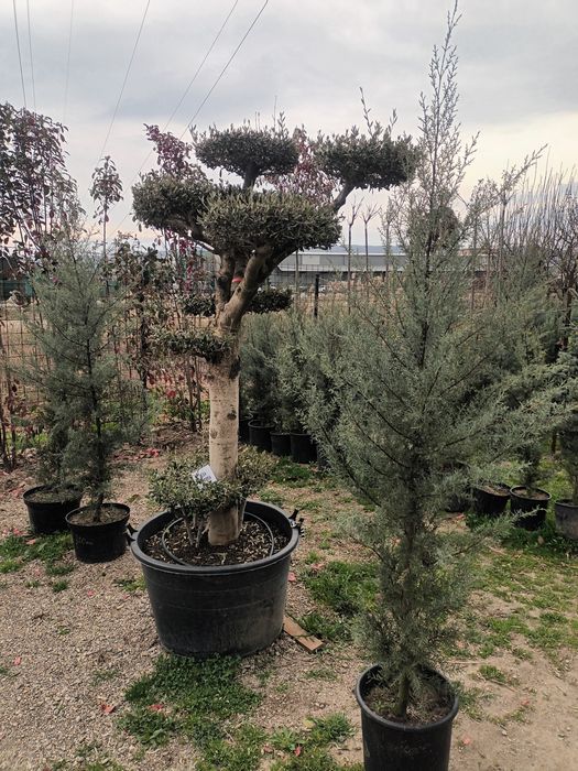 Maslin secular/ maslin bonsai de vanzare/ plante ornamentale