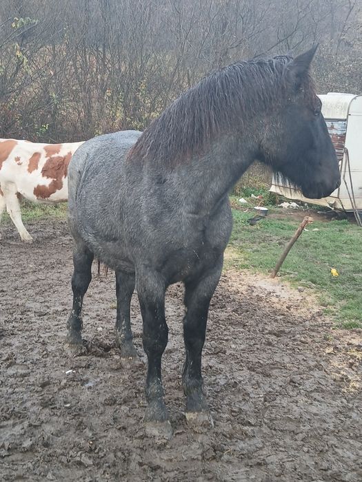 Vând mânză de un an