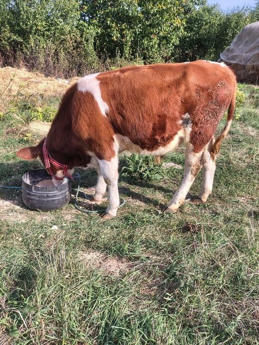 Vitel baltata romaneasca de 5 luni