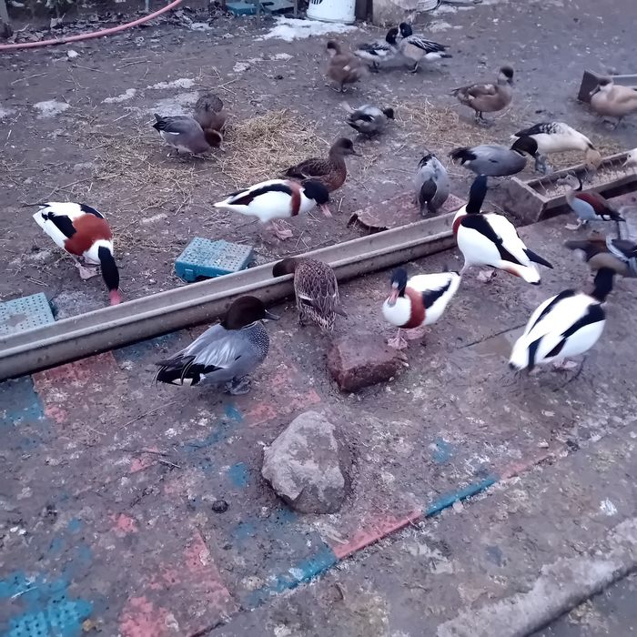 Vând păsări de apă