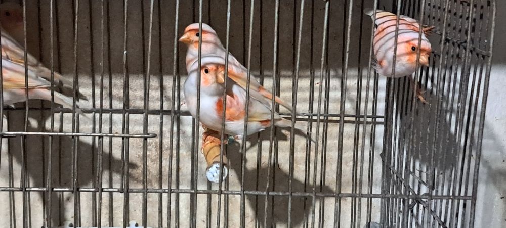 Har xil turdagi Kanareykalar