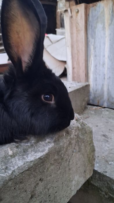 Erke Quyon Sotiladi 4 kilo