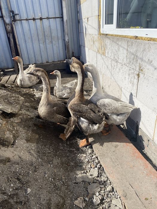 Яйцо гусиное домашнее