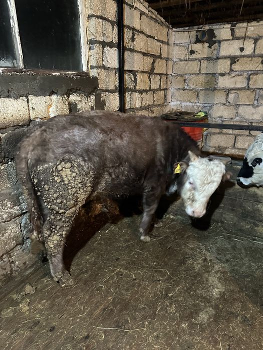 Откорм бұқа сатылады